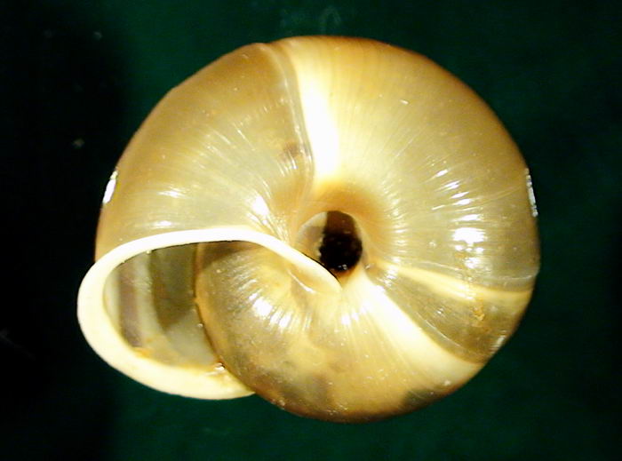 Chilostoma (Campylaea) planospira var. Neapolitana,Paulucci